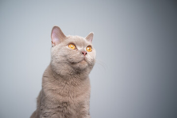 portrait of a 6 month old lilac british shorthair kitten on gray background with copy space