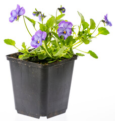 pansy flower in flower pot close up