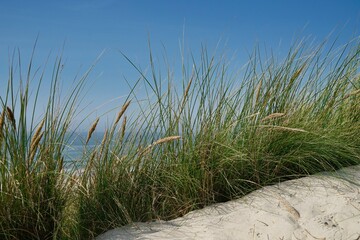 grass on dune with North Sea and blue sky in background