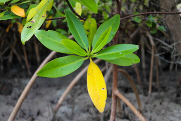 yellow leaves on the ground