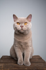 portrait of a 6 month old lilac british shorthair kitten sitting on wooden crate with copy space