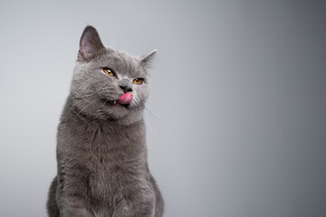 portrait of a hungry 6 month old blue british shorthair kitten licking lips looking to the side on gray background with copy space