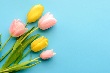 Yellow and pink tulips on a blue background. Spring bouquet of flowers. Concept of valentines day, easter, holiday, mother day