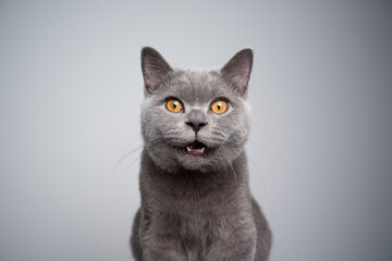 portrait of a 6 month old blue british shorthair kitten looking at camera shocked or surprised on gray background with copy space