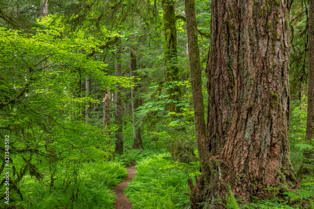 Sticker usa, washington state, olympic national forest. south fork skokomish river trail.