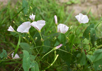 Convolvulus arvensis grows in the field