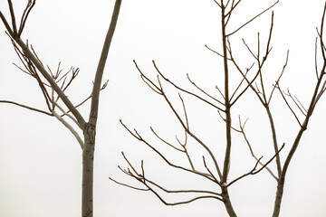 tree branches without leaves on the background of the sea and sky