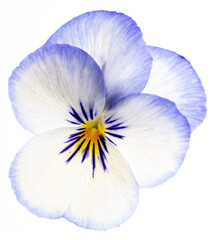 Fototapeta na wymiar pansy flower - flower on white background close up