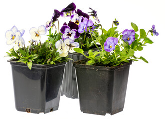 pansy flower in flower pot close up