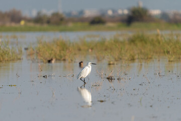 Little Egret ( Heron ) bird on a lake in an early winter morning near Haifa, Israel.