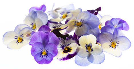 pansy flower -  flower background close up