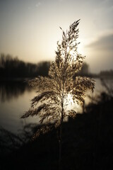 Tramonto sul lago - Il sole è ormai basso e la natura offre un controluce fantastico  © monacodesign