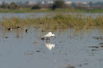 Little Egret ( Heron ) bird on a lake in an early winter morning near Haifa, Israel.