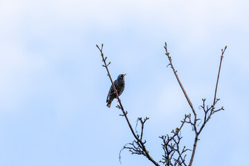 European starling bird (Sturnus vulgaris) perched on branch of Sycamore tree with new Spring buds. Soft blue sky background