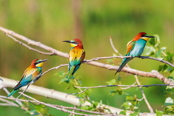 colorful spring birds sit on branches