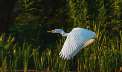 great egret flying at dawn
