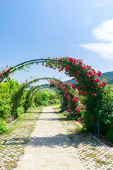 pink flowers archway of roses and road in garden, yard, outdoor at summer. nature flora landscape, floral background
