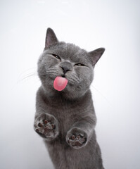 bottom view of 6 month old blue british shorthair kitten standing on window glass making funny face with copy space