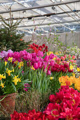 Fototapeta na wymiar Spring exhibition of beautiful tulips of different colors. Fresh flowers in the greenhouse at the flower exhibition
