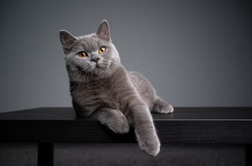 6 month old blue british shorthair kitten lying on front resting on wooden table looking curiously