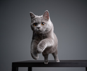 playful 6 month old blue british shorthair kitten jumping off a table on gray background with copy...