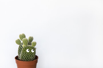 Small prickly pear cactus with eyes in brown pot in white background, copy space. Front view. Concept beauty of nature, urban jungle, home gardening, floriculture. Minimal style mockup. Horizontal
