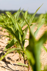 a sunlit agricultural field with green sweet corn