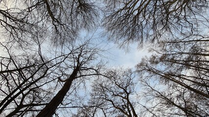 treetops without leaves seen from below with a light blue sky and white clouds in the background