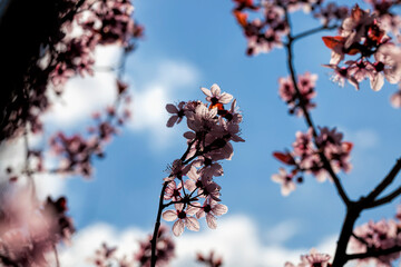 beautiful illuminated by sunlight fresh cherry blossoms
