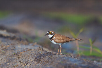 plover stands among the swamp meadow