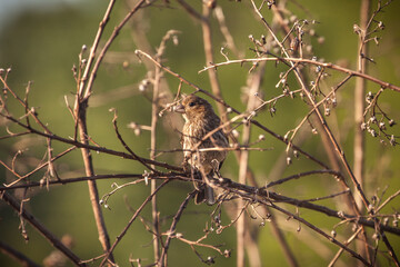 Birds in the tree.