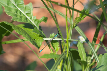 Image of a specimen of zygopter known as the damselfly (Ischnura graellsii)