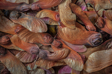 USA, Washington, Seabeck. Fallen vine maple tree seedheads.