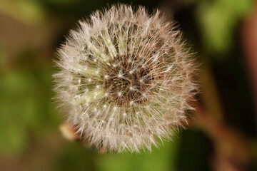 Fototapeta premium Dandelion clock isolated against a green background
