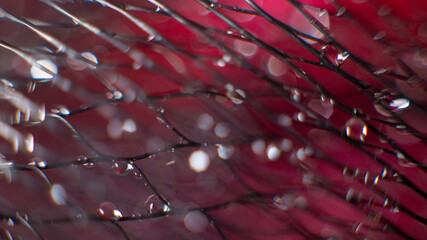Wide abstract background on a black mesh water drops on a blurred red background.