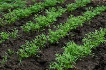Ground bed with young green parsley grow in rows. Agricultural concept. Growing of organic fresh vegetables.