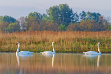 three swans on a quiet spring lake