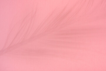 Palm tree leaf shadow on pink background.