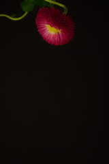 Bellis perennis flower on black background, copy space.