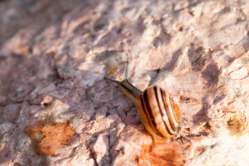 grape snail crawling on its territory