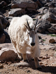 Shedding ram mountain goat walking toward camera on Mount Evans in Colorado