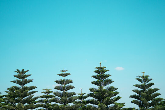 Low Angle View Of Palm Trees Against Blue Sky