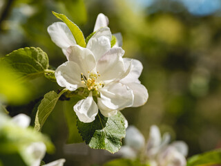 Selective focus shot of apple blossoms on blurry background