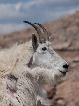 Mountain Goat Mount Evans Colorado Profile Close Up