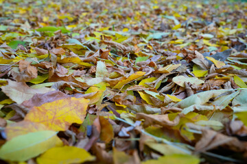 colorful leaves on the ground. autumn concept