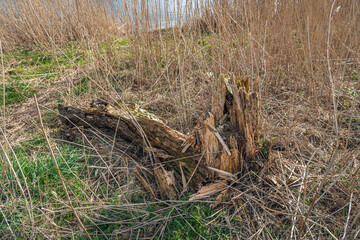 Completely rotten willow tree up close. The tree was among the reeds on the shore of a lake. It is a sunny day at the end of the Dutch winter season.