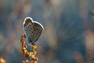 Close up of a female common blue butterfly with copy space for text