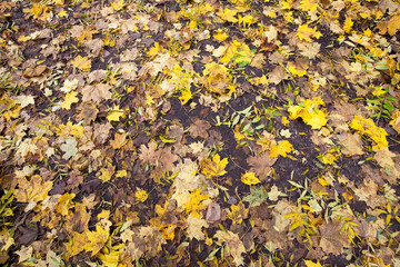 maple foliage in autumn leaf fall