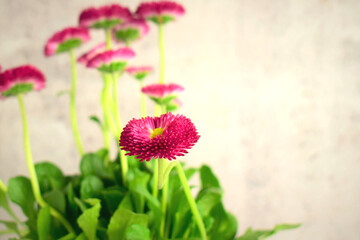 Bellis Perennis. Close to the flower, petals of pink color. Stone background and copy space.