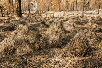 Forest burned by a forest fire, we can distinguish the ash from the grass, burned trunks, bushes, with predominantly ocher and green colors.